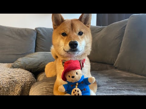 kenji and paddington bear are now besties