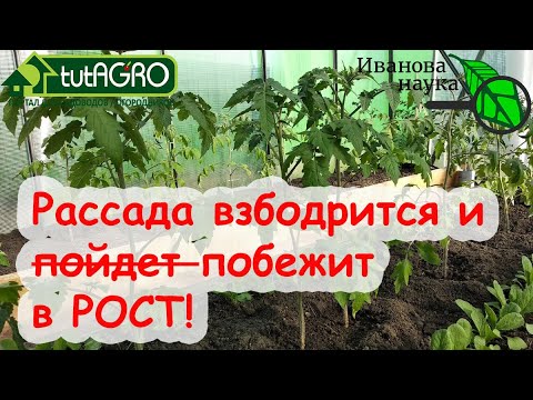 Витаминки для томатов, перцев, огурцов и капусты. Полейте растения раствором и они побегут в рост!