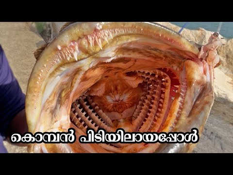 കൊമ്പന്മാരെയും തേടി । Catching Monsterfish