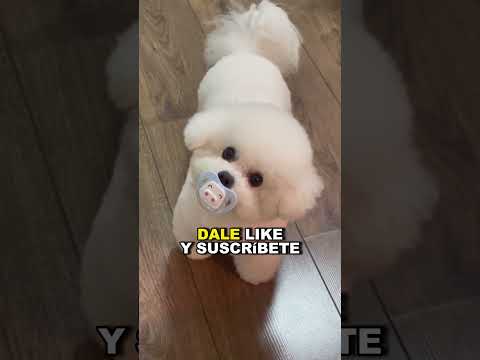 Cómo deshacerse FÁCILMENTE de una ampolla 😨 #shorts #viral