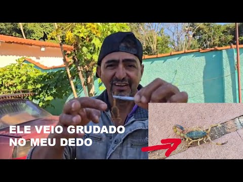 Enfiei o dedo no buraco o escorpião saiu grudado