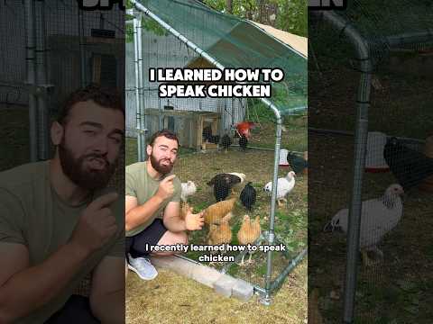 I learned how to SPEAK TO MY CHICKENS