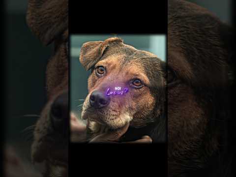 "It's Hurts So Much I Have To Keep Going"- Bella & Lucas | A Dog's Way Home | Камин - Emin & Jony