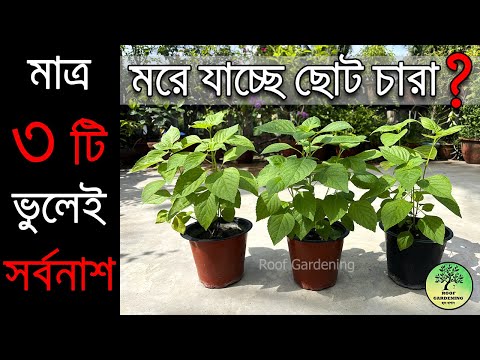 3 Biggest Mistakes for Small Plants / ছোট চারা গাছ মরে যায় যে ৩ টি ভুলের কারনে / Roof Gardening