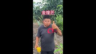 百色金煌芒，无筋无丝Q爽滑