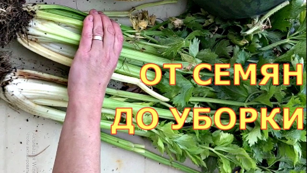 Черешковый сельдерей. Когда сеять, как выращивать? Шпинат, салат, укроп, кинза