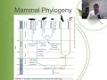 Evolutionary Biology of the Platypus
