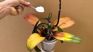 Rắc 1 thìa! Hoa lan lập tức mọc từ gốc và nở hoa quanh năm