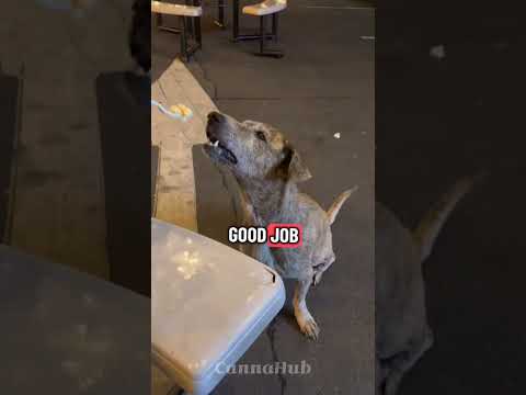 “We Found This Grateful Stray Dog  🥹 #shorts