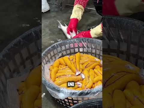 Cuan banyak hanya dari Telur Ikan #shorts #ikanbelanak