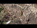 Katydid and Wasp Behavior