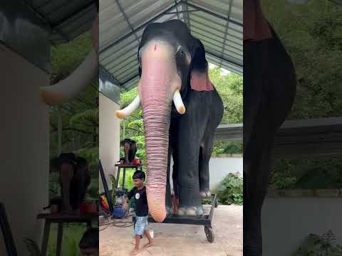 Sivan | Robotic Elephant' | Aanamaker #roboticelephant