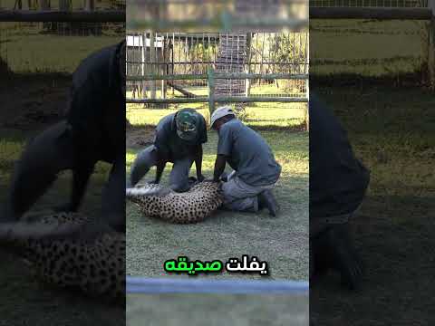 هاجمه الفهد في الحديقة شاهد ماذا حدث😱
