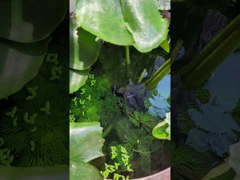 ปลาหางนกยูงในอ่างบัวguppyaquarium