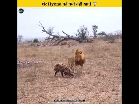 शेर Hyena को क्यों नहीं खाते 😱 | #shorts #shortvideo #youtubeshorts