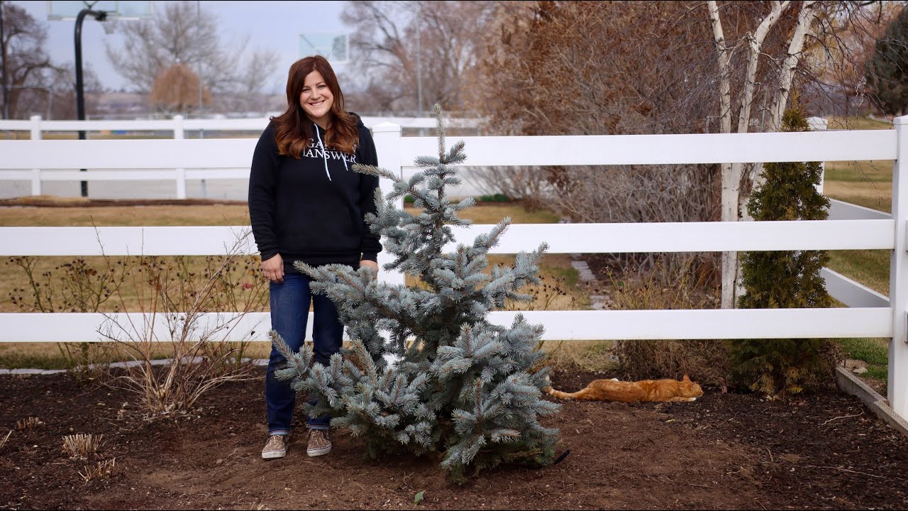 Planting a Hoops Blue Spruce!