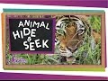 Animal Camouflage Techniques and Adaptations