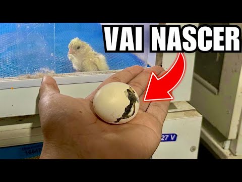 Ajudando um Pintinho a Nascer em um dia de Tempestade | Atualização obras | Aves Recriar