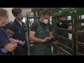Veterinary Medicine and Animal Care