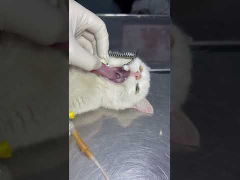 استخوان غذای گربه و سگ نیست ! #دامپزشکی #cat