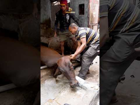 Abandoned Painfully Sick Cow | Crying In Pain | Rescue #cow #rescued #animals #fyp #shorts