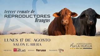 EN VIVO | 3° Remate de Reproductores Brangus - Agroganadera La Huella • Ferusa