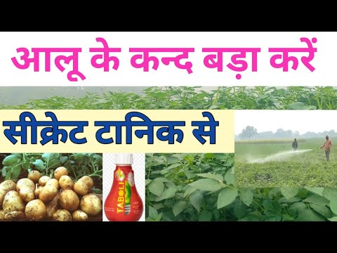 आलू के कन्द बड़ा करें सीक्रेट टानिक tamboli से, पैदावार डबल कर सकता है।।