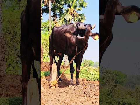 Moo sounds of a cow#animal sounds#amba amba cow sounds