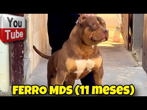 🎨 FERRO O TRI CHOCO MAIS DESENHADO DO BRASIL!