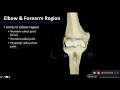 Elbow and Forearm Joint Functions