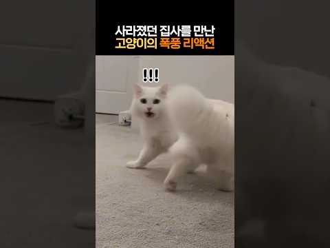 사라졌던 집사를 만난 고양이의 폭풍리액션 #보고싶었다냥