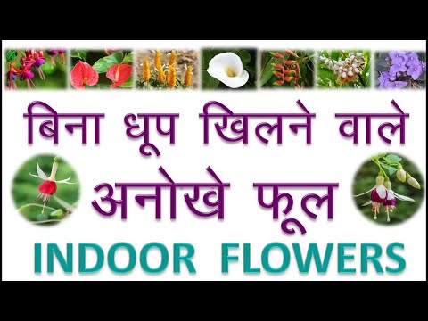 बिना धूप खिलने वाले अनोखे फूल || Indoor Flowers || Flowering House Plants