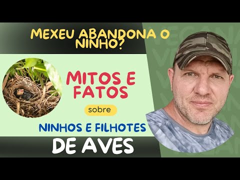 Filhote de pássaro sobreviveu a infestação severa por larvas de Philornis  !!!