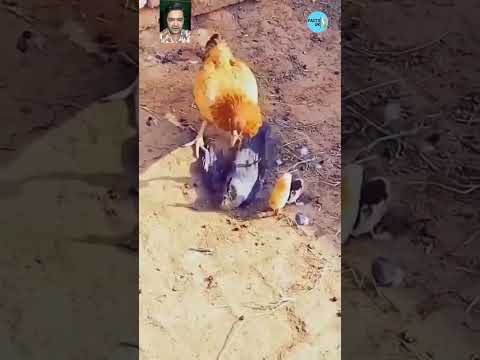 ๐ Hen Defends Her Chicks Against a Sneaky Crow! ๐ฆ๐ฅ