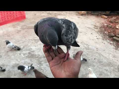 Kabutar ko hat pe behtane ka tarika | Tame pigeon