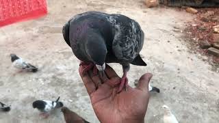 Kabutar ko hat pe behtane ka tarika | Tame pigeon
