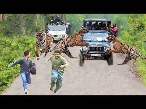 Tadoba Tiger Attack on man in village || Tadoba andhari tiger Reserve