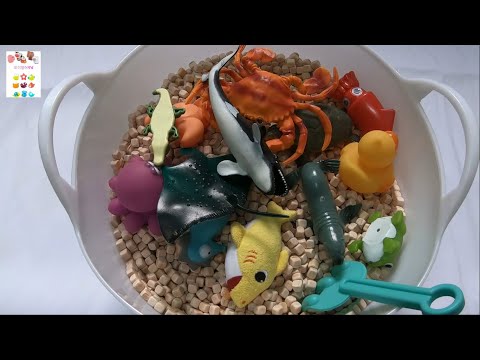 Learn Sea Animals Sea Creature Names English. 바다동물 바다생물 이름 배우기 영어.
