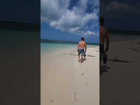 Island Exercise for "WILD" Animals 🐕 🏝️ ⛵️ #shorts