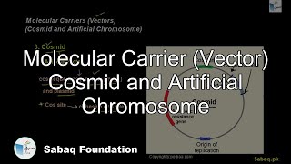Molecular Carrier (Vector) Cosmid and Artificial Chromosome