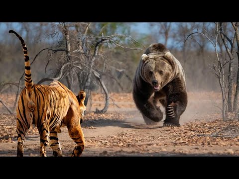 The Fierce Tiger Rushed Into A Fierce Fight With The Grizzly Bear And The Unexpected Ending