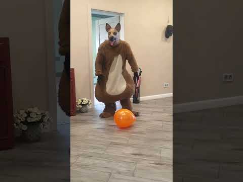 A big fat shaggy dog brings an orange balloon