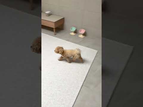 시각장애인 주인을 둔 강아지의 이중적인 행동 #시트콤