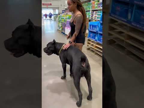 Took Ghost To The Store #canecorso #texas #bigdog #dallas