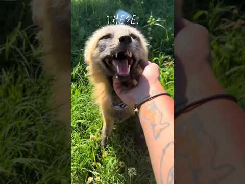 I’m going to come back as one of these 🐾 #therian #fox #alterhuman #quadrobics #nature