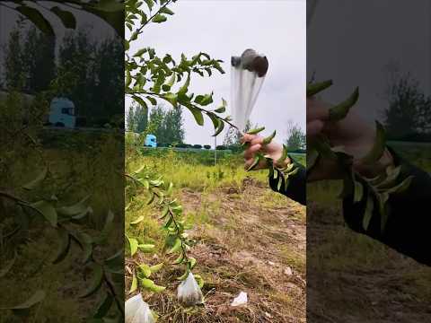 Easy Branch Bending Technique Using Weights #farmingtech