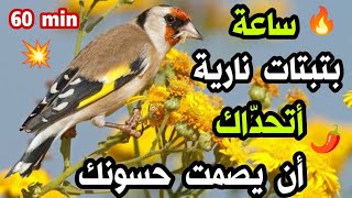🔥#بتبتة حسون فعالة جدا في علاج الصمت و تحفيز #الحسون على التغريد, لو حسونك لا يغرد حتما سيغرد اليوم🌿