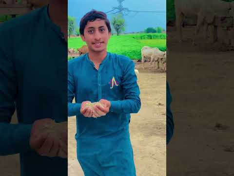 Lavi ko Kaise Bewakuf Banaya😂#shorts #comedy #funny #shortvideo #youtubeshorts #ytshorts