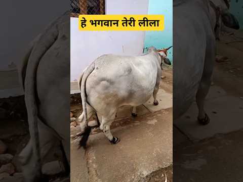 हमारी प्यारी नंदिनी 🙏 #cow #animal #animallover #my #short #GauMata