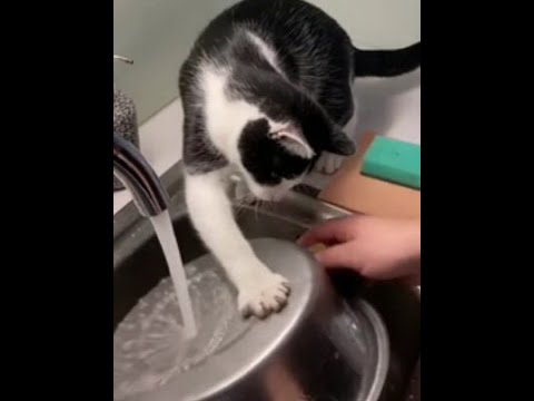 😺 The cat will figure it out! 🐈 Funny video with cats and kittens for a good mood! 😸